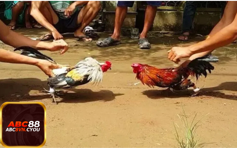 Người chơi đá gà tre và sự kỳ công phía sau trận đấu